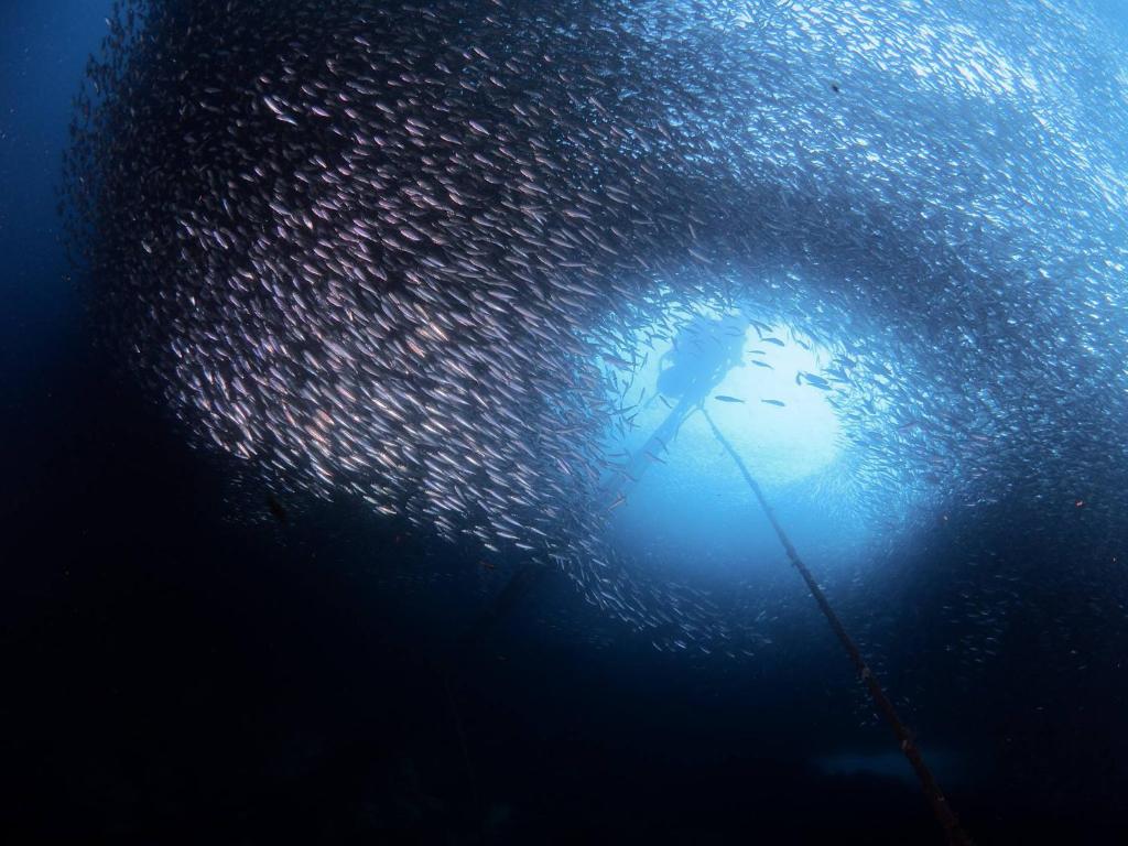 Fotografie z fotogalerie ubytování Quo Vadis Dive Resort v destinaci Moalboal