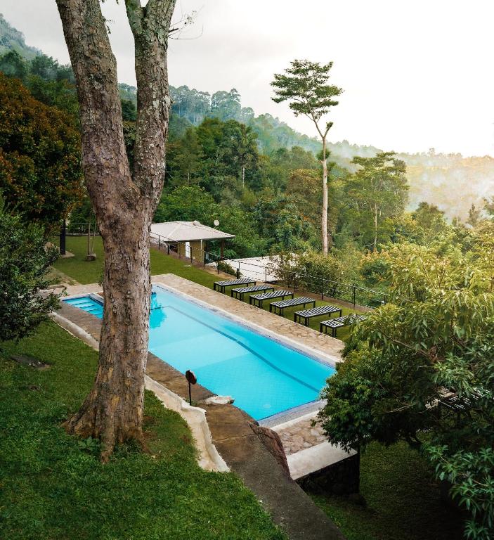 a swimming pool with benches around a tree at Melheim Resort & Spa Haputale - An Infinite Escape into the Paradise in Haputale