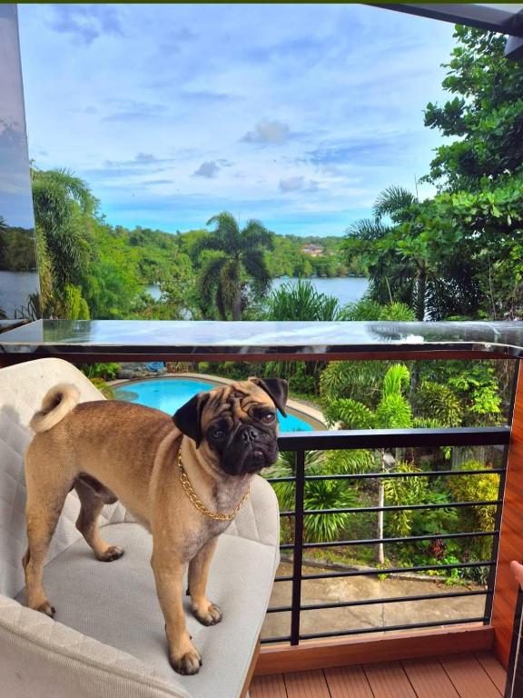a pug dog standing on a couch on a balcony at Riverduplex - Luxury duplex at a fair price in Dauis