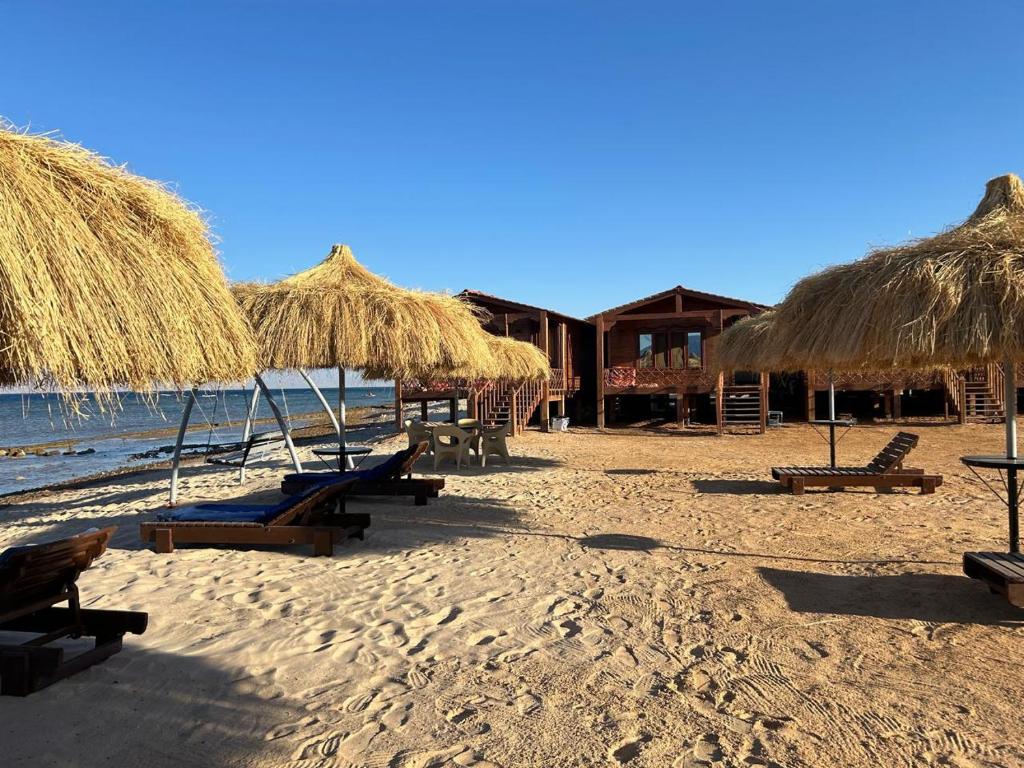 a beach with chairs and straw umbrellas and the ocean at Free Beach Camp in Nuweiba‘ el Muzeinah