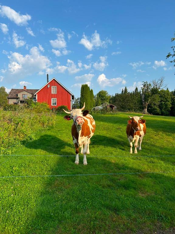 two cows standing in a field with a red barn at Farm Stay Between Forests and Meadows in Ulricehamn