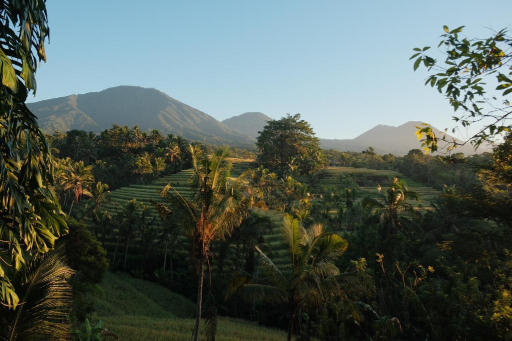 a field with palm trees and mountains in the background at Saridevi Ecolodge in Jatiluwih