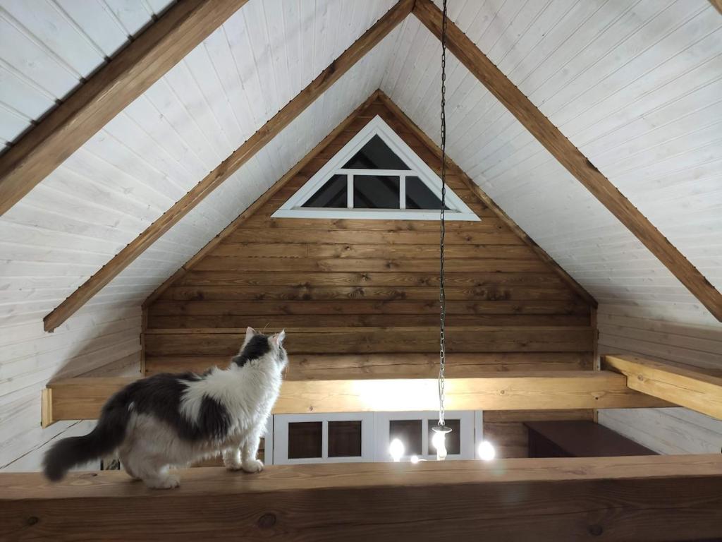 a cat is looking up at a window in a attic at Хатуля in Oleshnya
