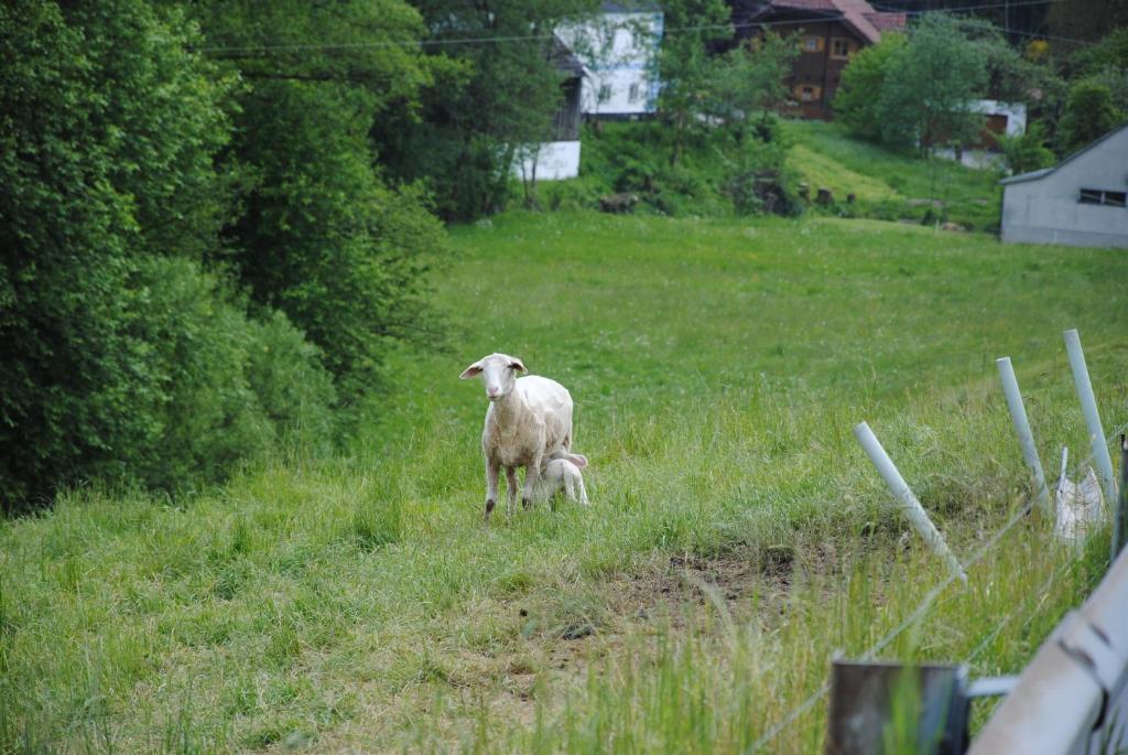 Zvieratá v penzióne/hostinci alebo blízkom okolí