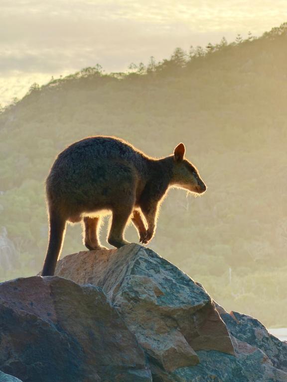 a koala standing on top of a rock at One Bright Point Euodia Unit 1102 in Nelly Bay