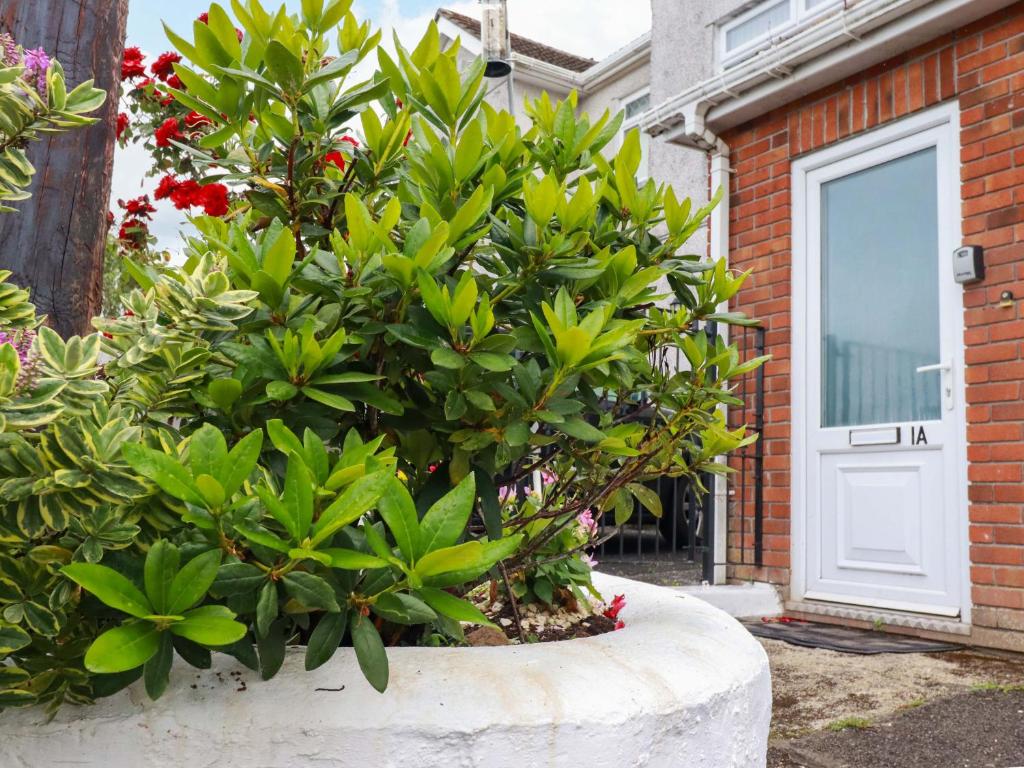 a bonsai tree in a pot in front of a door at Treetops in Par
