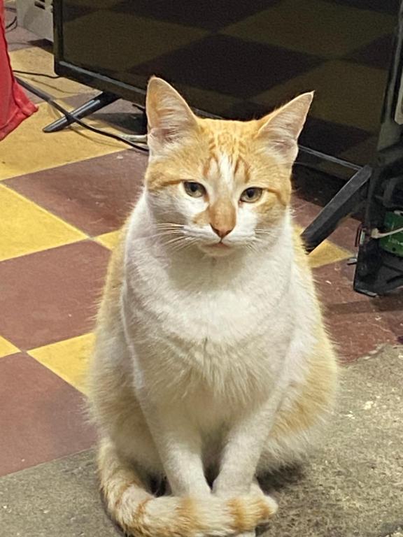 an orange and white cat sitting on a floor at Carlos, el alojamiento in Mercedes
