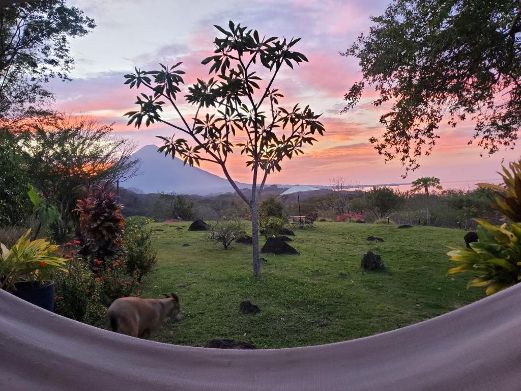Eine Kuh steht auf einer Wiese mit einem Baum in der Unterkunft Ananda Guesthouse in Balgue