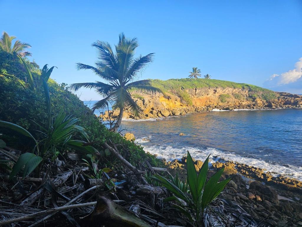 a beach with a palm tree and the ocean at Casa Bali Tropical Escape in Vega Alta