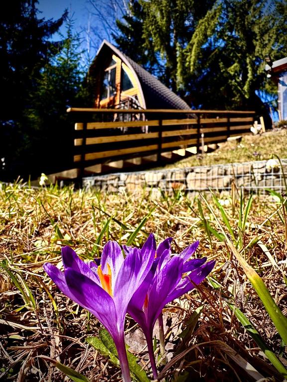 a purple flower in the grass with a bench in the background at Апартаменти Smereka in Yablunytsya