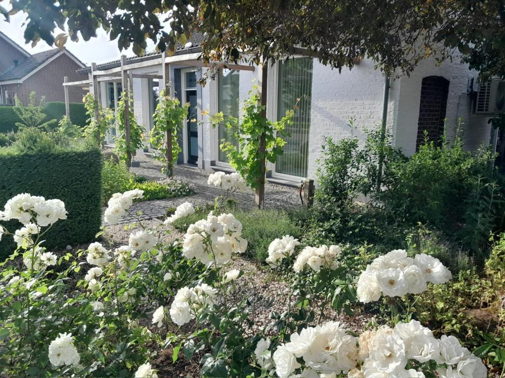 a garden of white flowers in front of a house at Thorn BenB in Thorn
