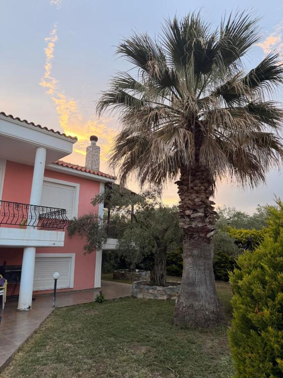 a palm tree in front of a house at Olea House in Alexandroupoli