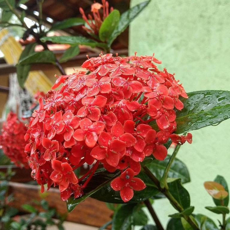 a bunch of red flowers on a plant at Pousada Licuri in Serra do Cipo