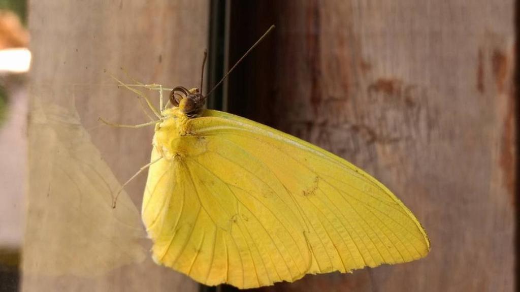 a yellow butterfly sitting on a wooden post at Pousada Licuri in Serra do Cipo