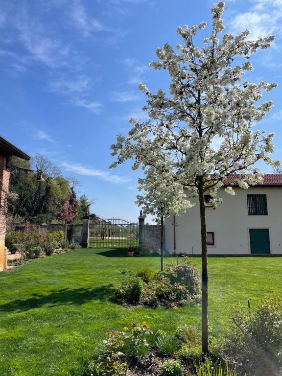 a tree with white flowers in a yard at Il Rustico di Corte Palù in San Martino Buon Albergo
