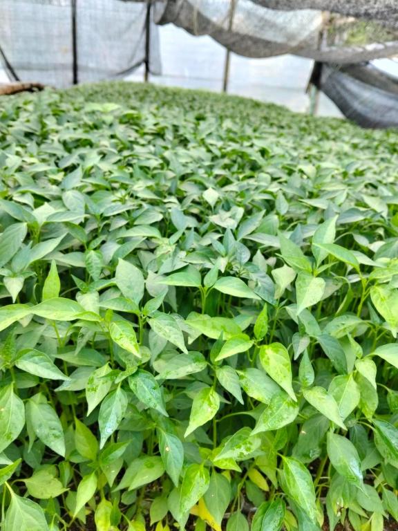 a large field of green plants in a greenhouse at Orch Seed in Padangluar