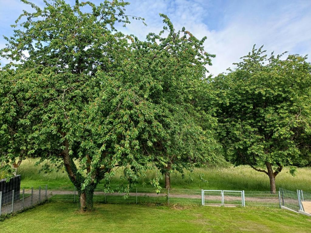 zwei Bäume auf einem Feld mit einem Zaun in der Unterkunft Am Wolfsbach in Helferskirchen
