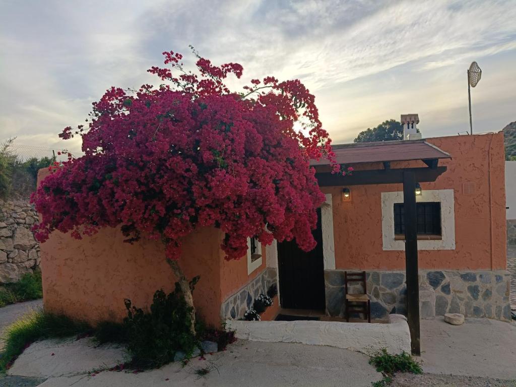a building with a large bush of red flowers at casita la bugamvilla in Mojácar