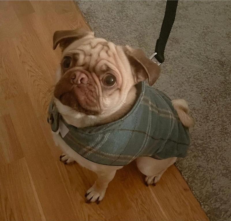 a pug dog wearing a dress on a leash at Seabiscuit in Scratby