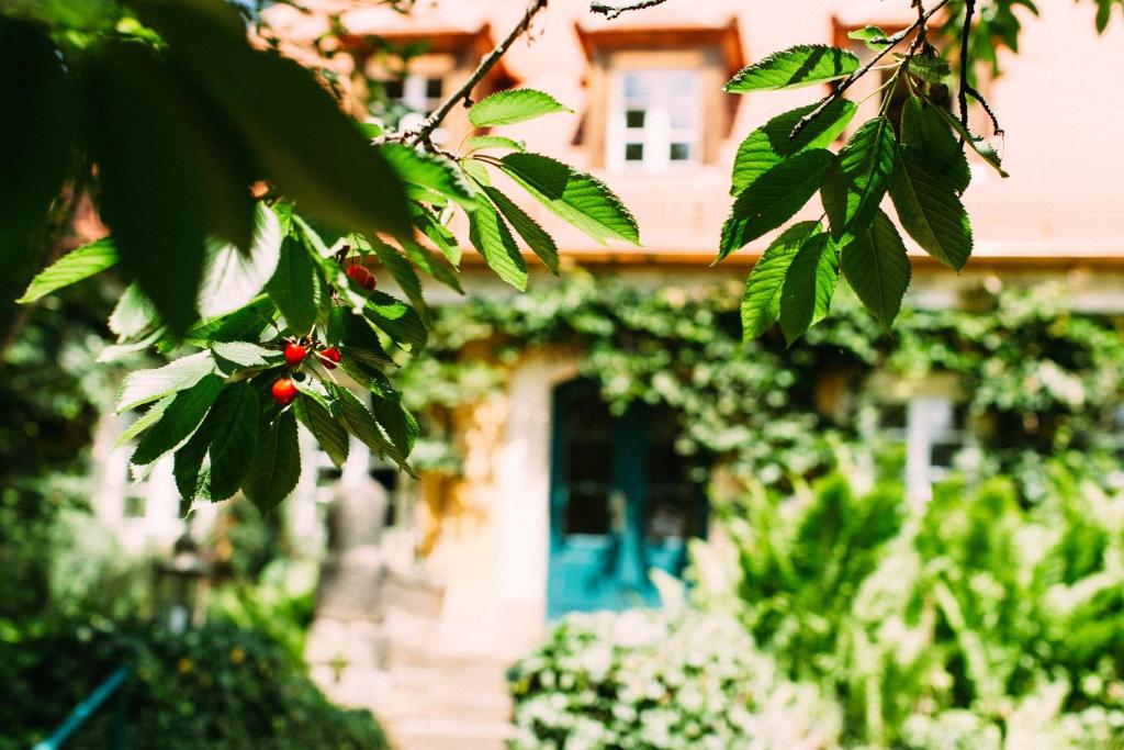 Zahrada ubytování Hotel Villa Sorgenfrei & Restaurant Atelier Sanssouci