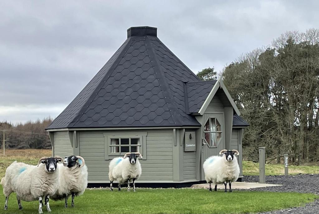 a group of sheep standing in front of a building at Caerketton Cabin in Kirknewton