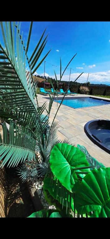 a large green plant next to a swimming pool at Casa Simion in Sibiu