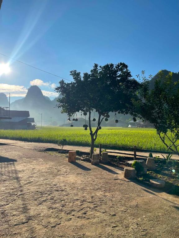 a tree in front of a field of corn at Nùng An homestay-Nùng ethnic group in Bà Dương