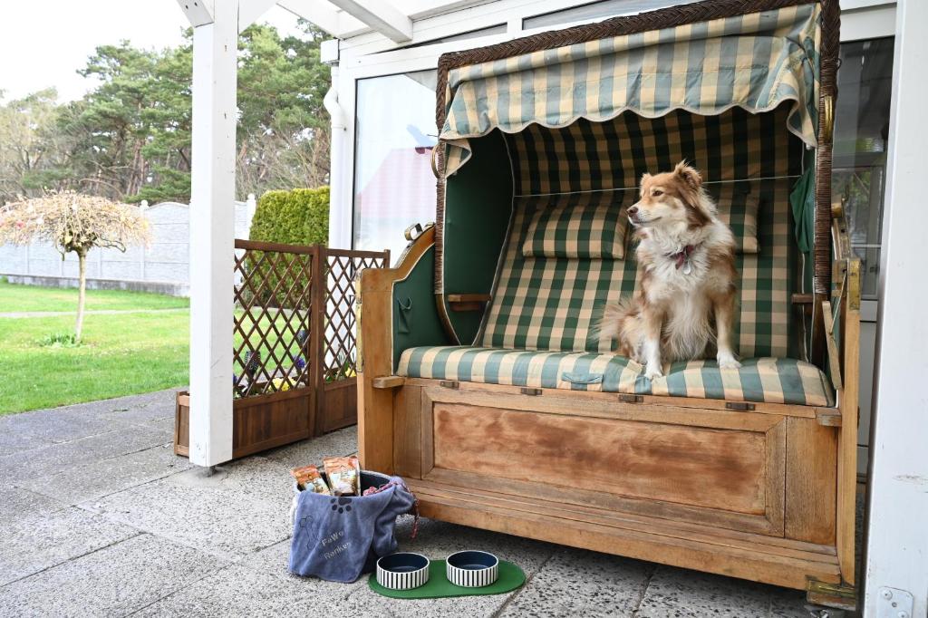 a dog sitting on a chair in a gazebo at FeWo Renken in Trassenheide