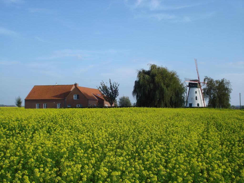 a house and a windmill in a field of yellow flowers at Brouckmolen in Alveringem