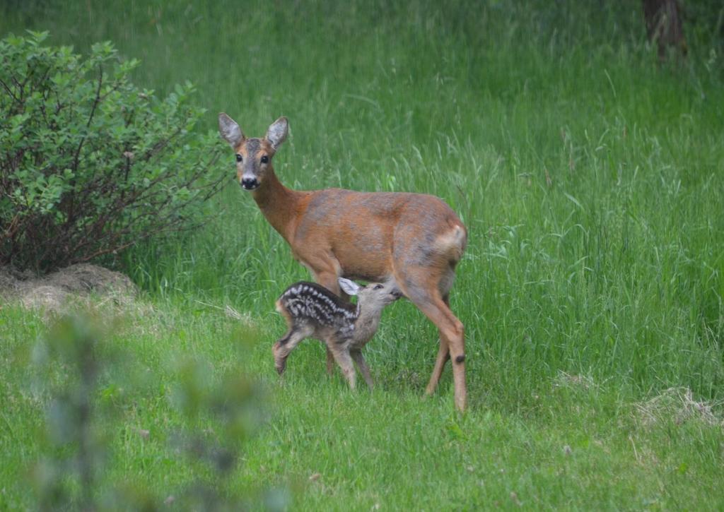a baby deer standing in a field of grass at Willa Na Pstrążnicy in Kudowa-Zdrój