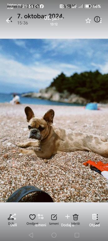 a small dog laying on a sandy beach at Pet Friendly Apartment Ground Floor in Petrovac na Moru