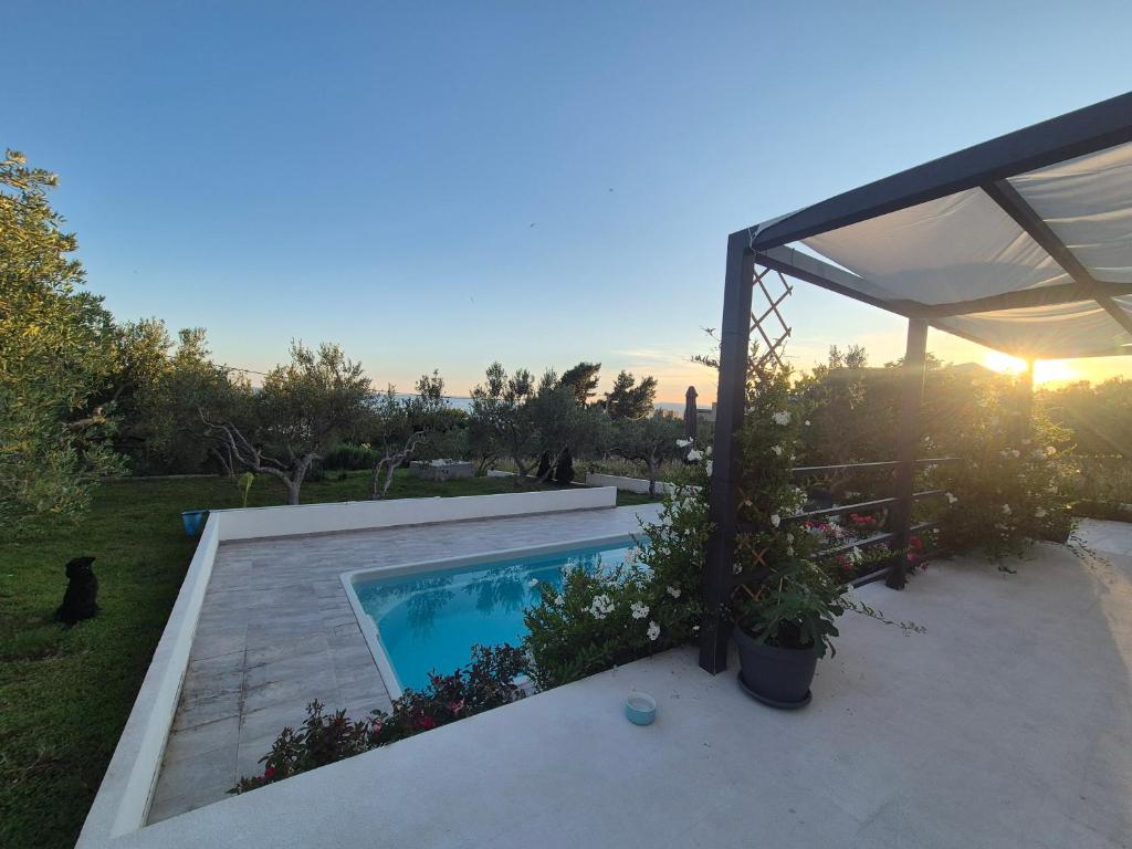 Olive Lounge House
