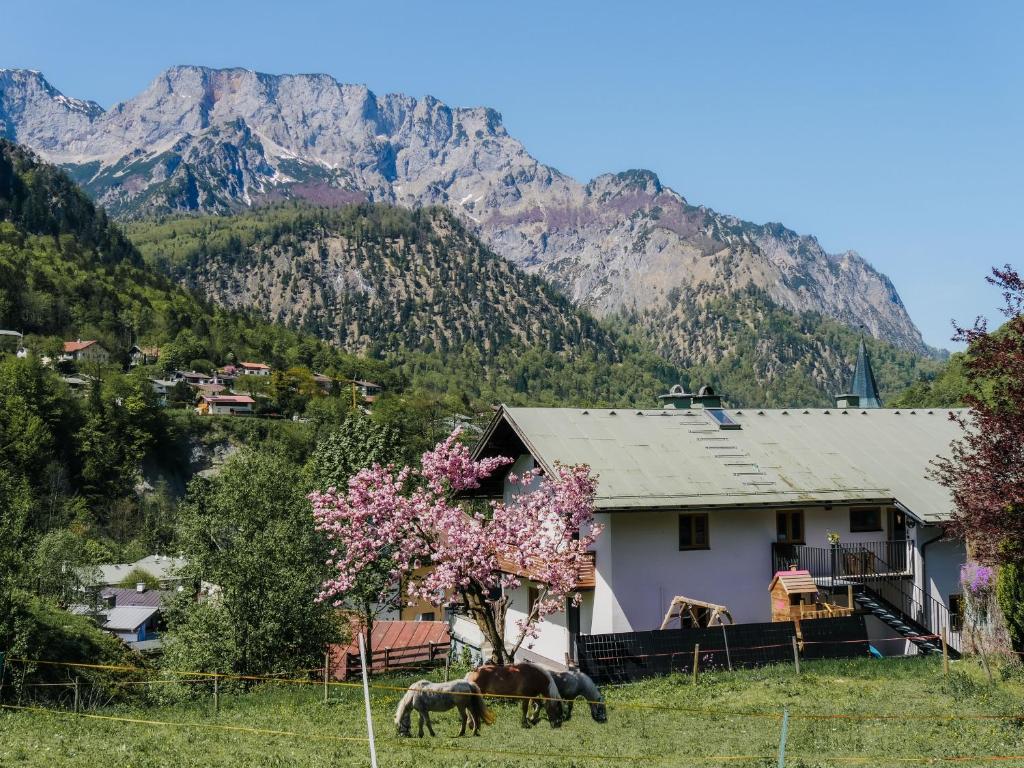 a house in a field with mountains in the background at Haus Schiller in Marktschellenberg