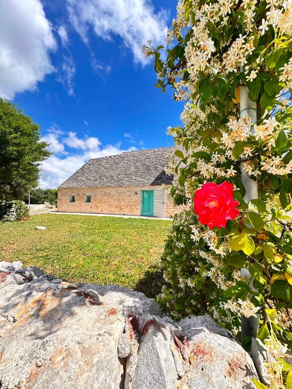 a red rose on a bush in front of a house at Giardino dei Trulli Cummerse in Faccia di Trippa di Monte