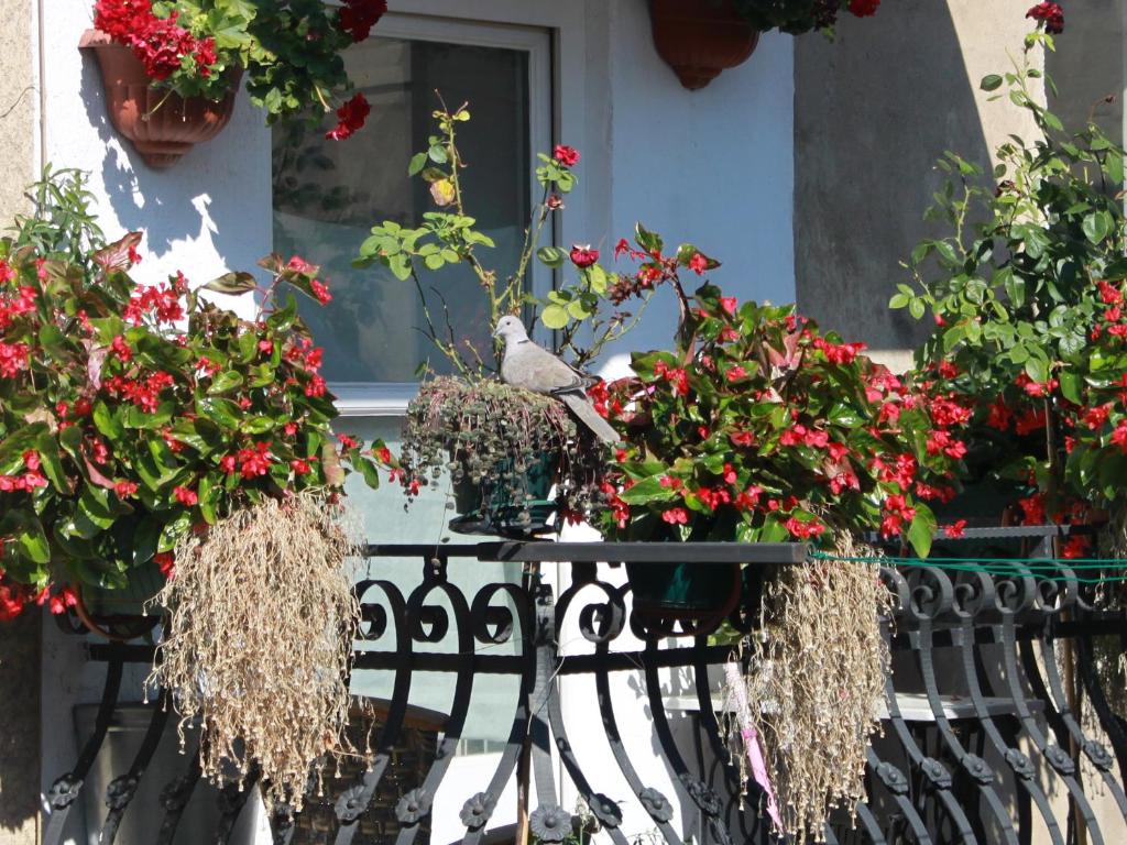 Zahrada ubytování Apartment Morena