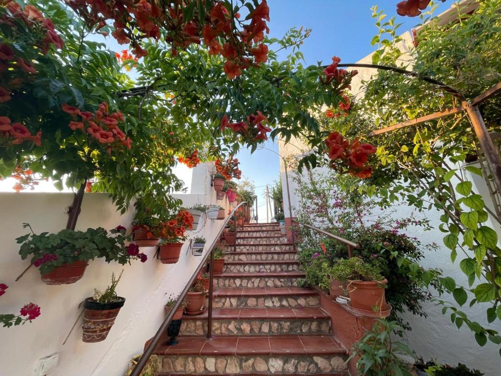 a stairway with potted plants and flowers at Las cuevas de María in Bácor