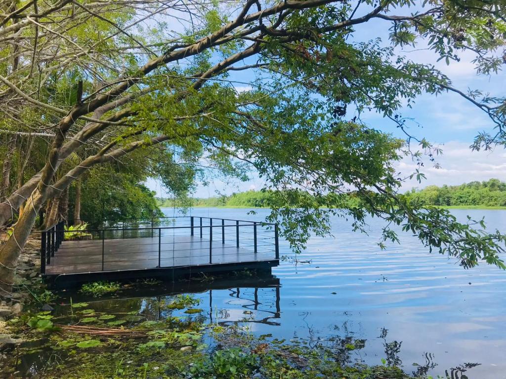 a dock on a lake with a tree at River Tree Bolgoda in Panadura
