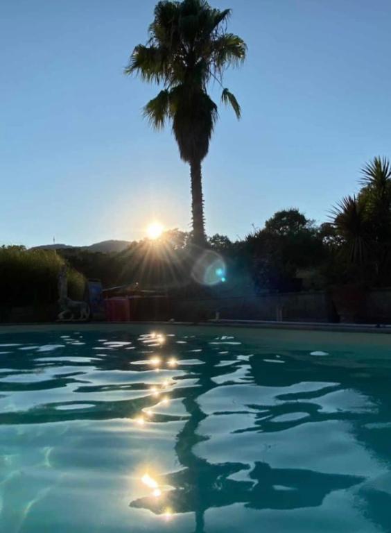 a palm tree and a pool with the sun in the background at Atelier Suvereto in Suvereto