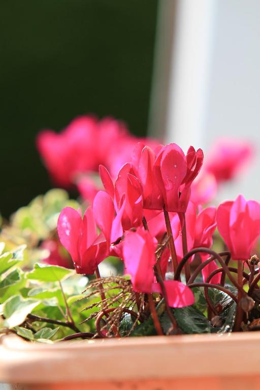 Fotografie z fotogalerie ubytování Parkhouse B&B v destinaci Bunratty