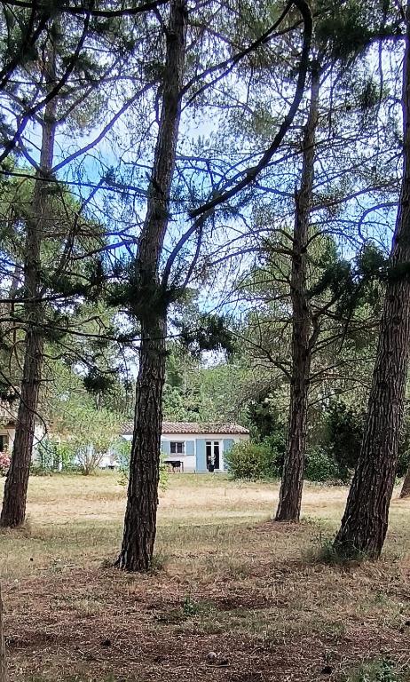 a group of trees in a field with a house at Le murmure des pins in Villemoustaussou