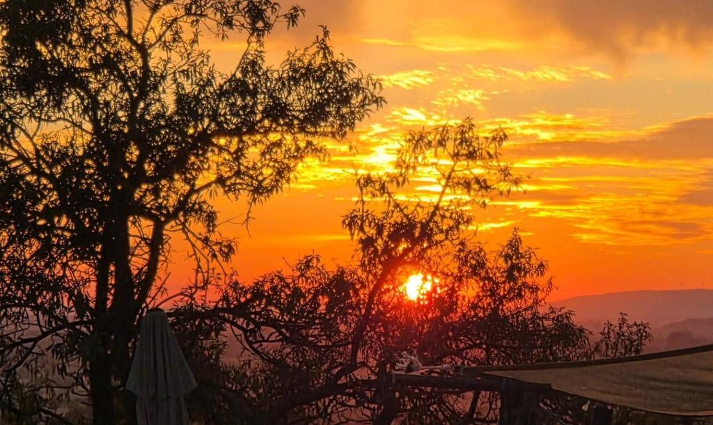 a sunset with the sun setting behind two trees at Cabane insolite au sein d un ranch in Poilhès