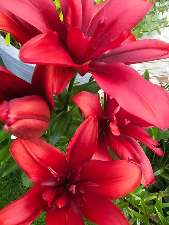 a group of red flowers in a bunch at Les LYS in Locronan