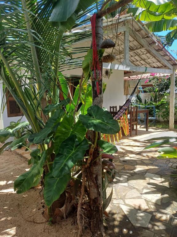 a banana tree with a bunch of leaves on it at Villa Moura Pousada in Amontada