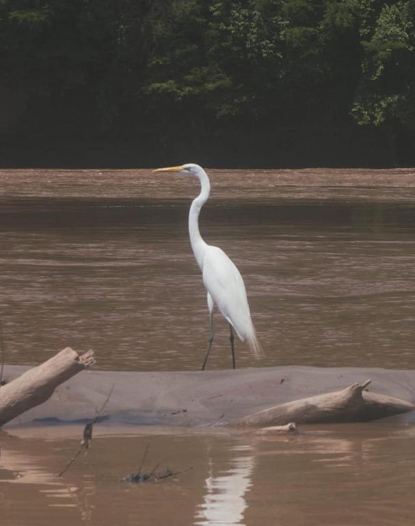 a white bird is standing in the water at Riveras Del Magdalena in Honda