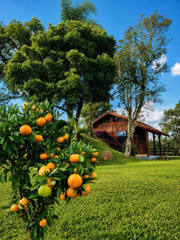 a tree with oranges on it in front of a house at Refúgio Rural Ipê Lago e Fogueira ao Ar Livre in Campo Alegre