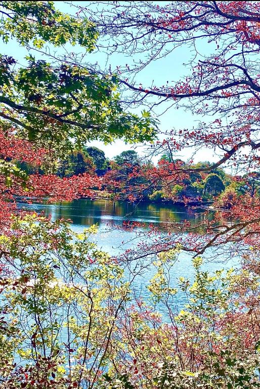 a view of a river with trees in the foreground at Perfect Cape Escape ! in Harwich