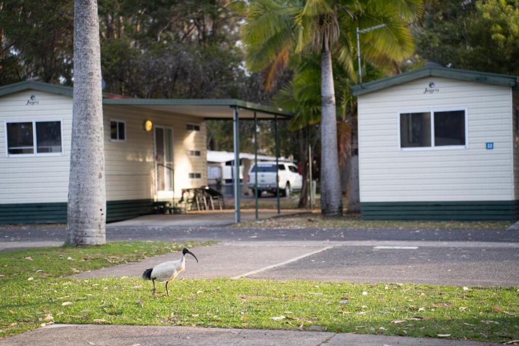 a bird standing in the grass in front of a house at Reflections Coffs Harbour - Holiday Park in Coffs Harbour