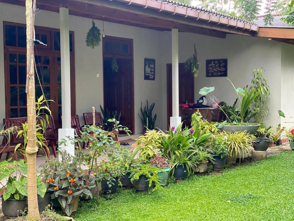 a bunch of plants in front of a house at Green Gardens in Weligama