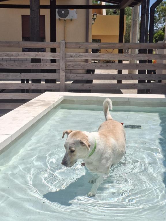 B&B La Chicca di Milu' for Pet Lovers, un'oasi pet-friendly tra mare e campagna
