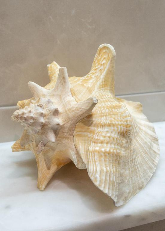 a seashell sitting on top of a table at Apartments Ardura in Petrovac na Moru